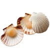 coquilles